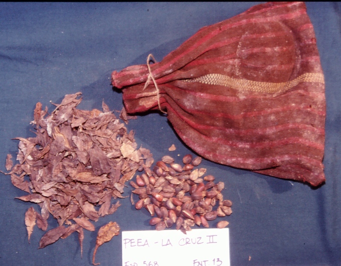 Analisi dei reperti botanici